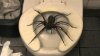 big assed spider.jpg