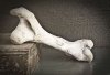 cow bone.jpg