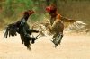 cockfighting.jpg
