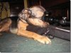 GSD Sniper.jpg