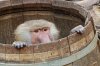 monkey-2481932_1280.jpg