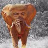 TheTrumpephant-200cb32db6758507a559f669dbce6fdc.jpg