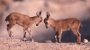 baby goats.gif