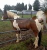 horse post.jpg