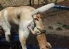dog butt.jpg