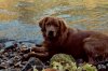 fishing dog.jpg