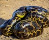 anaconda_ball.jpg