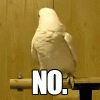 parrot.gif