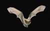 Brown Bat.jpg
