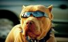 cool dog.jpg