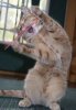 cat grabbing straw.jpg