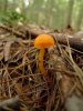 tiny mushroom.jpg