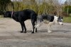 dogs mating.jpg
