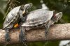 Turtles.jpg