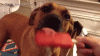 dog lick.gif