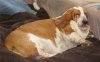 Fat dog.jpg