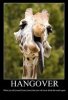 Hangover.jpg