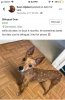 BilingualDeer.jpg
