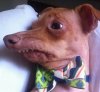 Dog.jpg