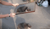 giphycatdimension.gif