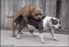 DogHumpBarf.gif