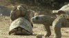 turtles mating.gif