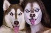 dog in drag.jpg