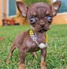 chihuahua.jpg