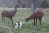 beagle llama kiss.jpg