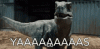 tenor (3).gif