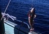 fish on hook.jpg