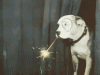 tenor (1).gif