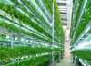 vertical garden 1.jpg