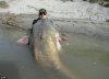 big fish.jpg