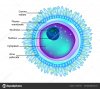 depositphotos_183247728-stock-illustration-structure-egg-cell-ovum-plural.jpg