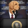 dog-at-news-conference.jpg