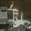 Parrot-Poop.gif