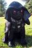 bark_vader.jpg