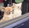 giphy (3).gif