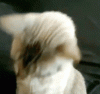 209461.gif
