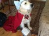 Labr-THOR_2--575x432.jpg