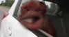 tenorsly.gif