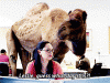 giphy (1).gif