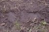 Bigfoot.jpg