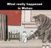 upload_2020-5-4_11-55-50.png