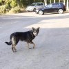 EH-stray dog.jpg