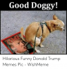 good-doggy-hilarious-funny-donald-trump-memes-pic-wishmeme-53674633.png