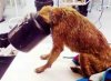 dog in jar.jpg