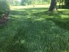 Grass.jpg