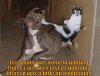 funny-dog-picture-everybody-was-kung-fu-fighting-1.jpg